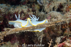 Not sure of this nudi, perhaps Irwin can ID by Larry Polster 